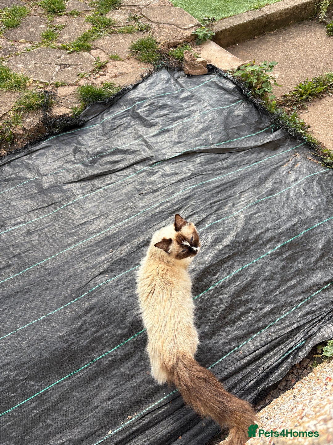 Ragdoll cats for sale: Ragdoll cross breed  - Image 14