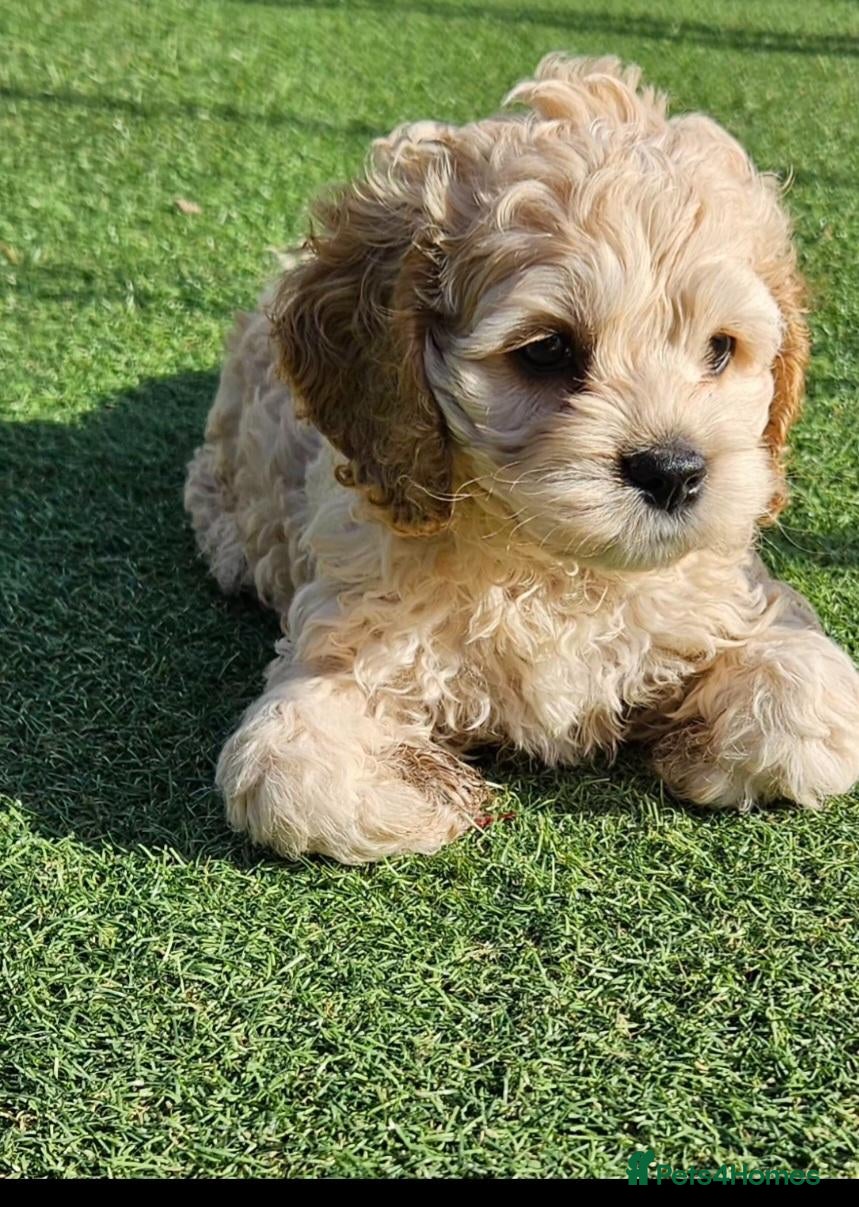 Cockapoo dogs  F1b extensively DNA tested American cockerpoo  - Advert 2