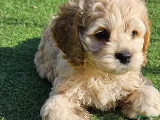 Cockapoo dogs F1b extensively DNA tested American cockerpoo - Advert 2