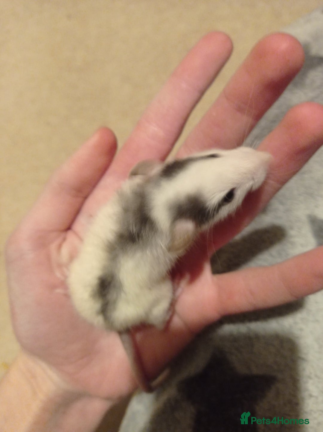 Rat rodents for sale: Lovely tame rats for sale red eyed, normal, albino - Advert 19