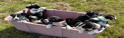 Border Collie dogs for sale: Border Collie Pups - Farm reared from working dogs - Advert 8