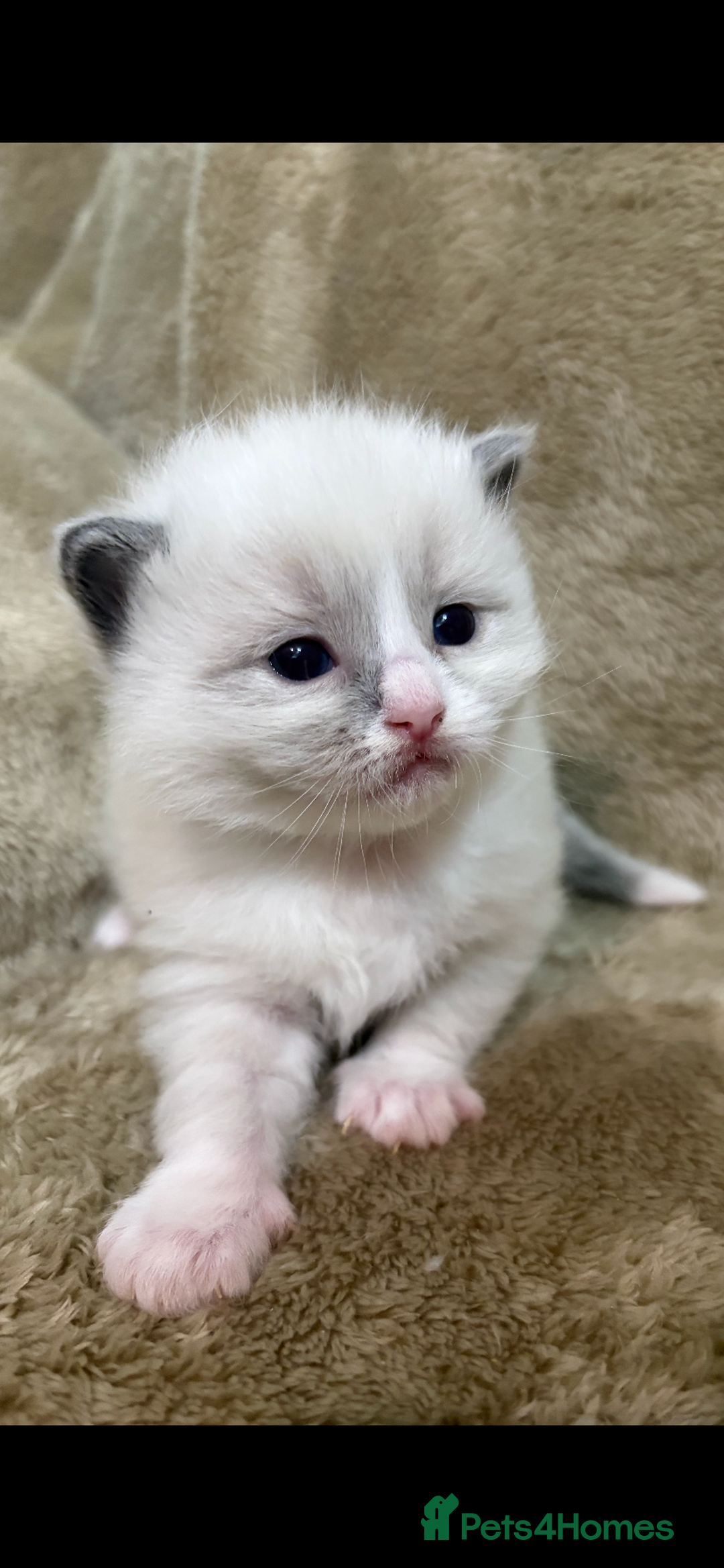 Ragdoll cats for sale: Pedigree ragdolls  - Advert 3