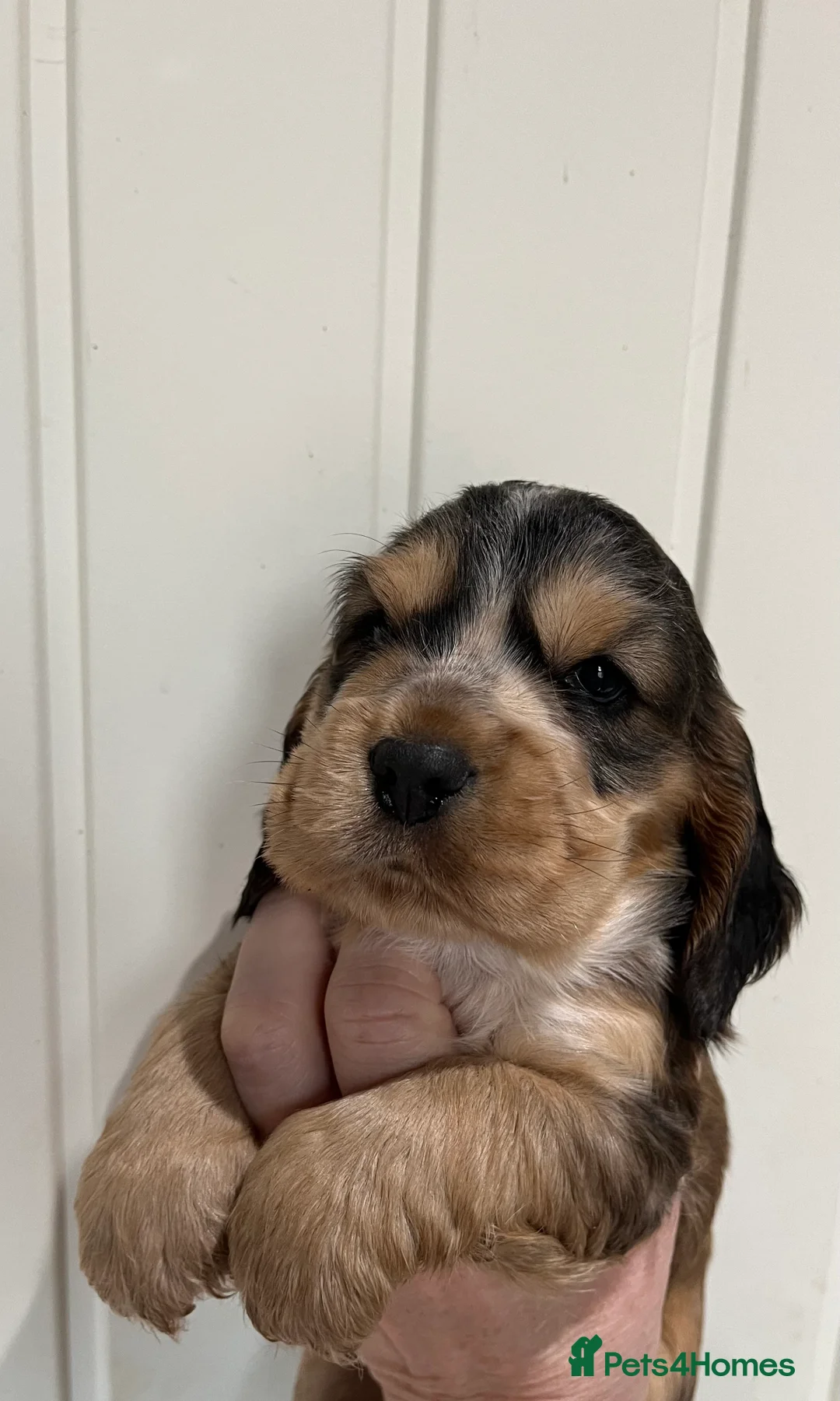 Cocker Spaniel dogs for sale: Quality show type cocker spaniels - Advert 3