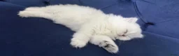 British Longhair cats for sale: 🐾 British Longhair and Shorthair Kittens - Advert 6