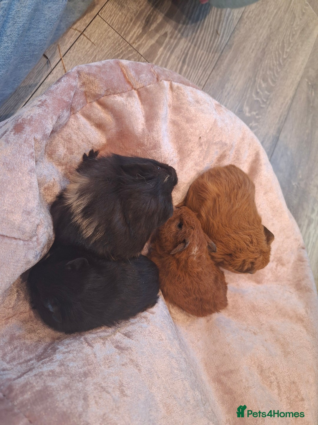 Guinea Pig rodents for sale:  Guinea pigs 4 boys(babies) 3 female (5mo) - Advert 3