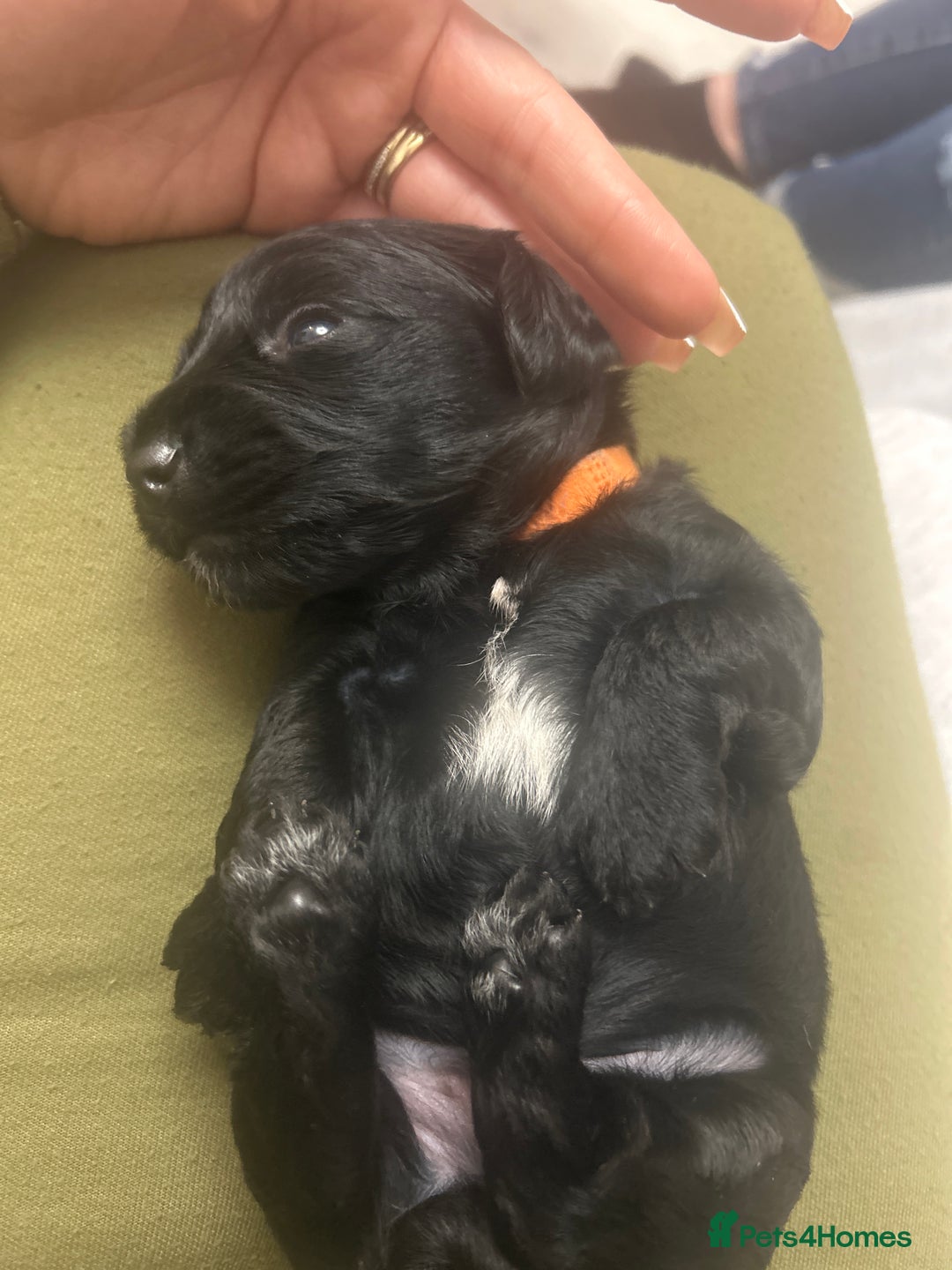 Mixed Breed dogs for sale: ‼️REDUCED 2 BEAUTIFUL YORKIPOO BOY READY NOW‼️  - Advert 14