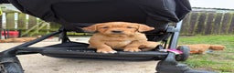 Golden Retriever dogs for sale: KC Working Golden Retriever Pups - Advert 9