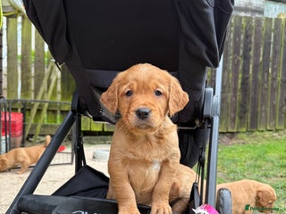 Golden Retriever dogs KC Working Golden Retriever Pups - Advert 3
