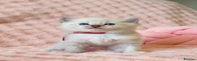 Ragdoll 8