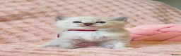 Ragdoll cats for sale: ✨ Exceptional Ragdoll Kittens Ready to Reserve ✨ - Advert 11