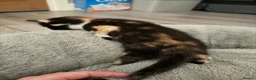 British Shorthair cats for sale: BSH X calico female for sale  - Advert 6