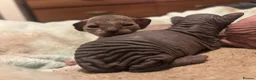 Sphynx cats for sale: Beautiful sphynx babies  - Advert 16