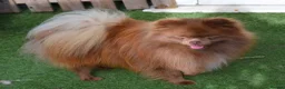 Pomeranian dogs for sale: Chocolate male pom - Advert 6