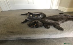 Scottish Fold cats for sale: Waiting for a Warm Heart:Scottish Fold for Sale - Image 3