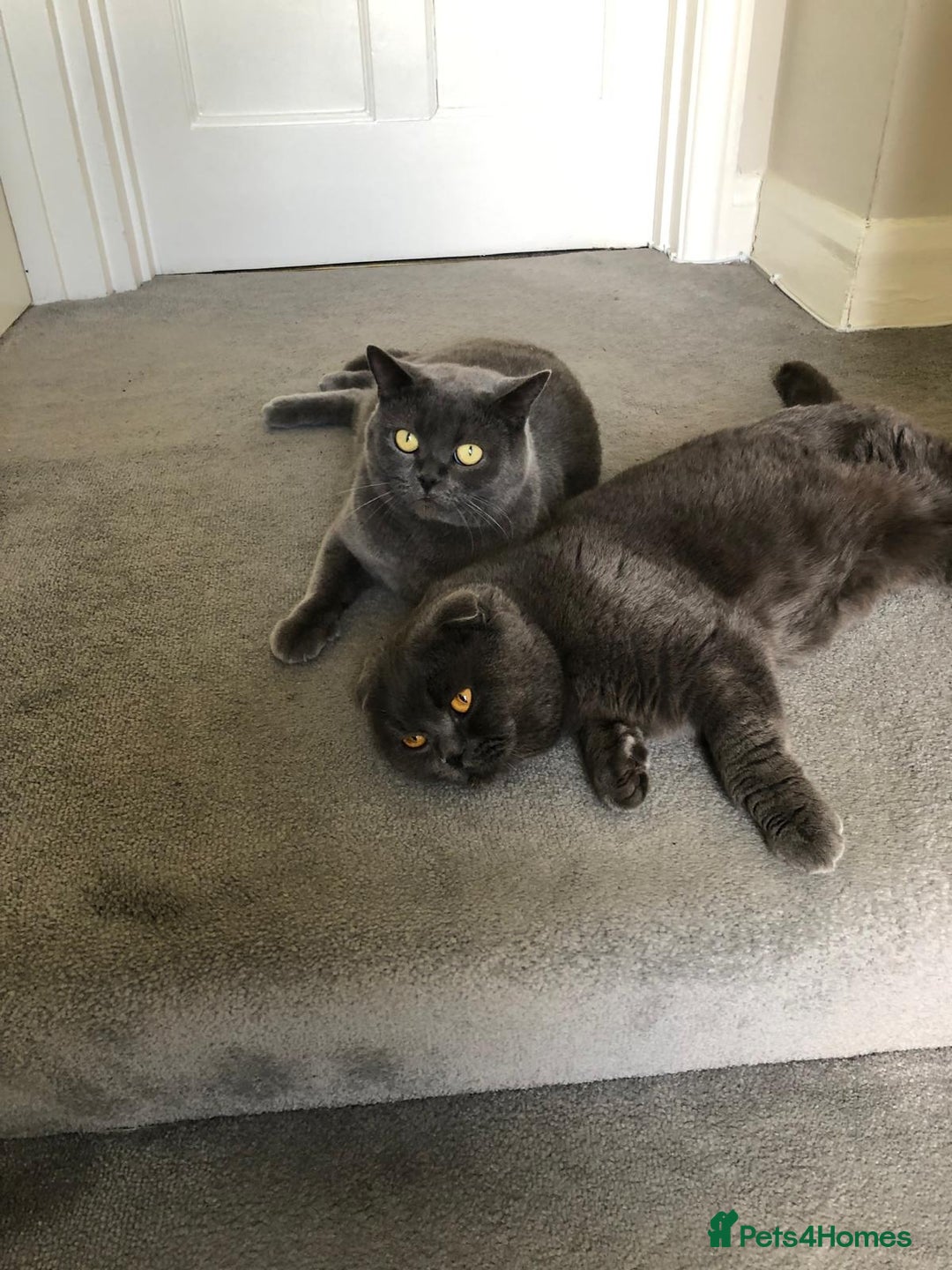 Scottish Fold cats for sale: Waiting for a Warm Heart:Scottish Fold for Sale - Image 3