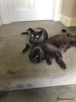 Scottish Fold cats - Advert 1