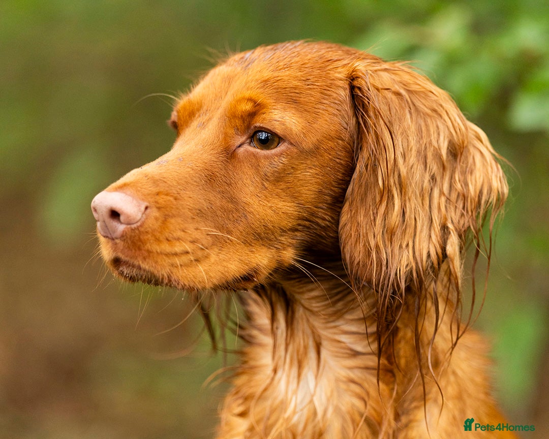 Cocker Spaniel dogs for stud: Red Working Cocker Spaniel Stud - Advert 3