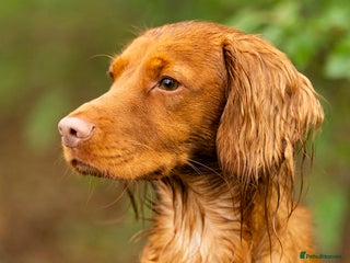 Cocker Spaniel dogs Red Working Cocker Spaniel Stud - Advert 3