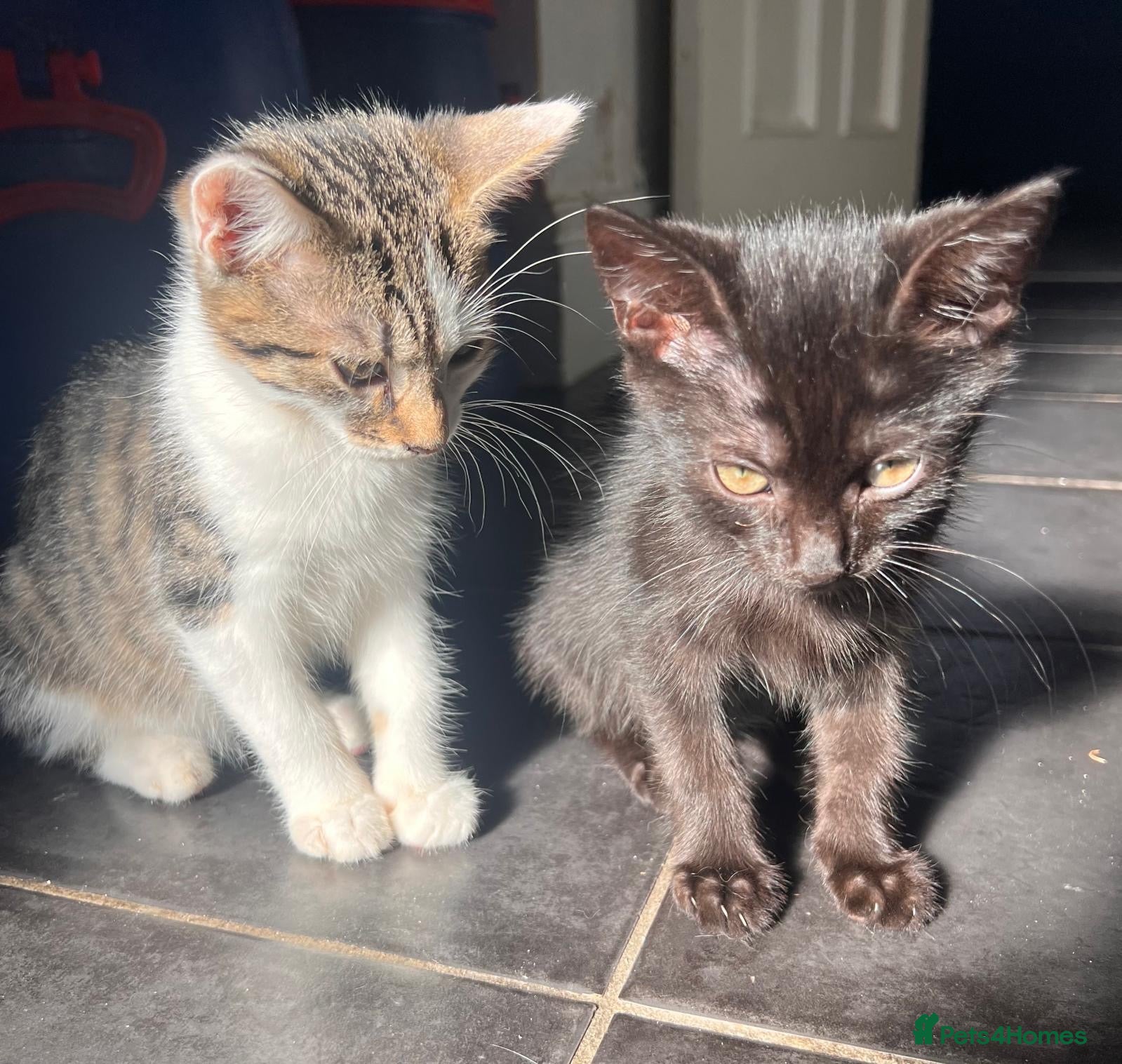 Mixed Breed cats Kittens  - Advert 1