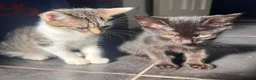 Mixed Breed cats for sale: Kittens  - Advert 1