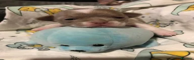 Chihuahua 4