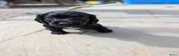Cocker Spaniel dogs for sale: 2 cocker spaniel pups  - Advert 7