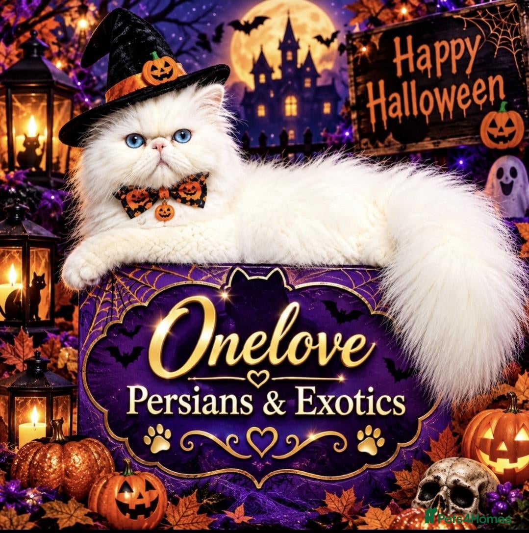 Persian cats 🎀 One girl left GCCF Persian Kitten 🎀 - Advert 11