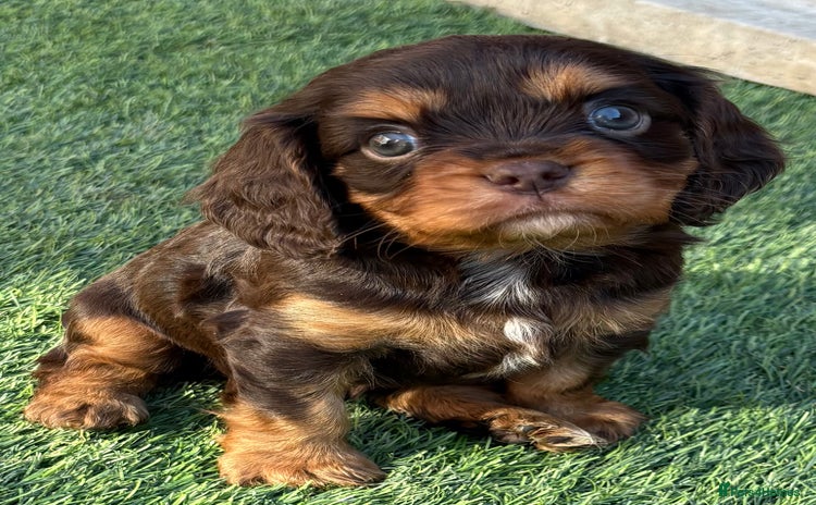 Cavalier King Charles Spaniel dogs - Advert 8
