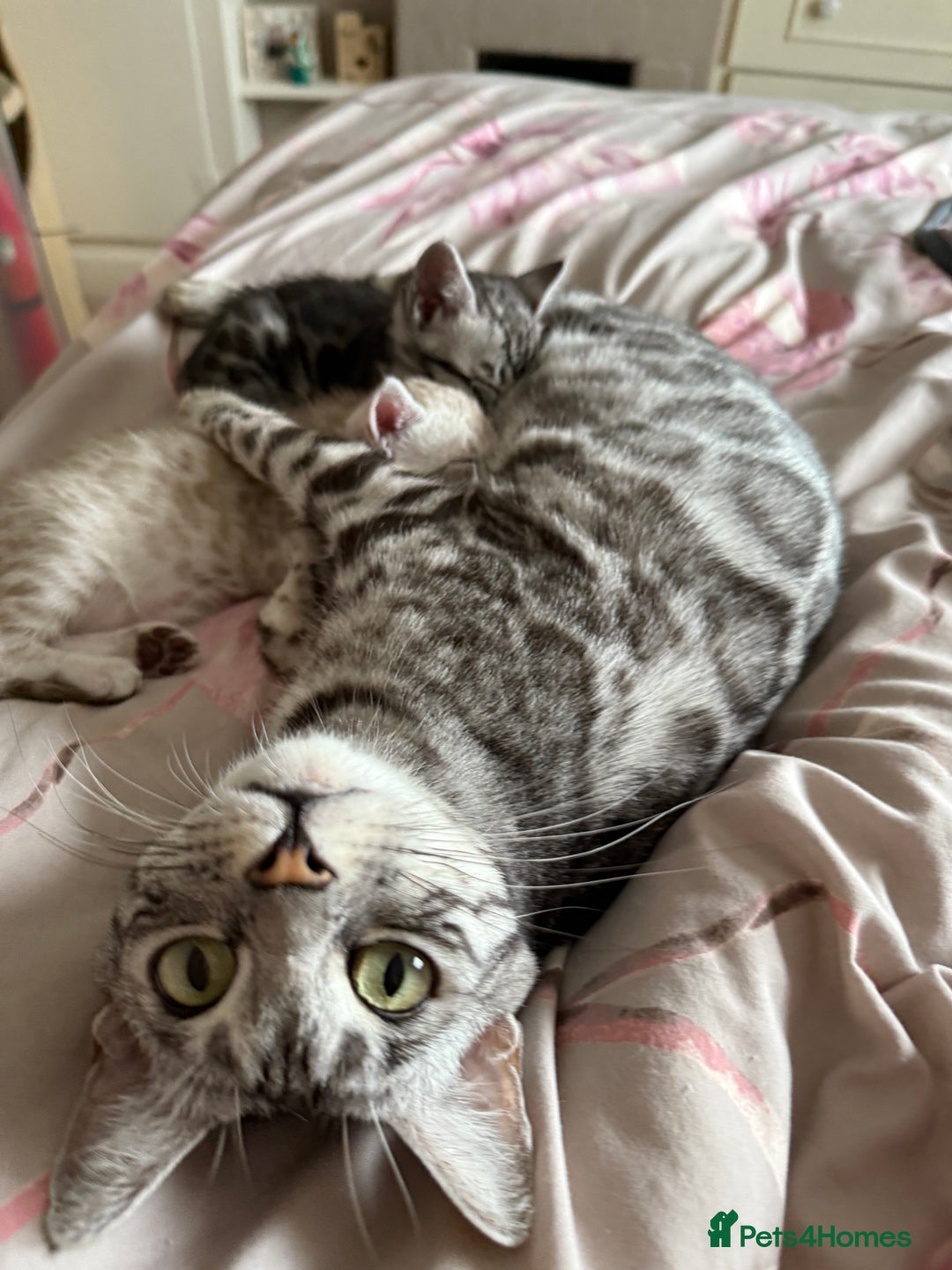 Bengal cats for sale: 💙Stunning Silver Mink Bengal TICA registered  - Image 36