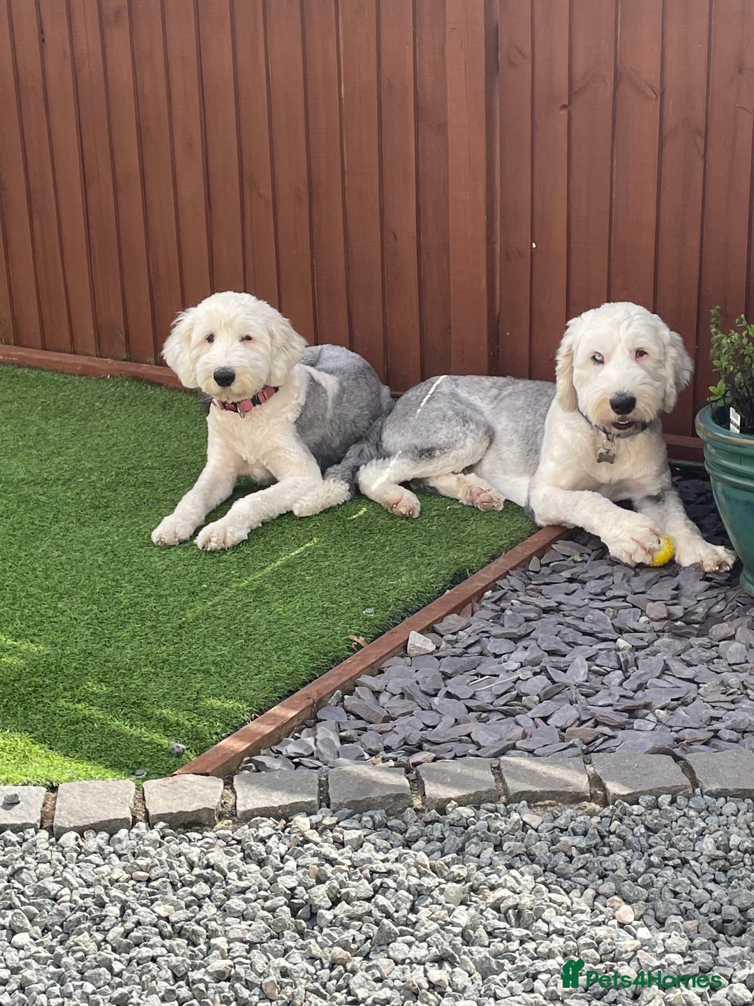 Old English Sheepdog dogs for sale: Old English puppies - Image 22