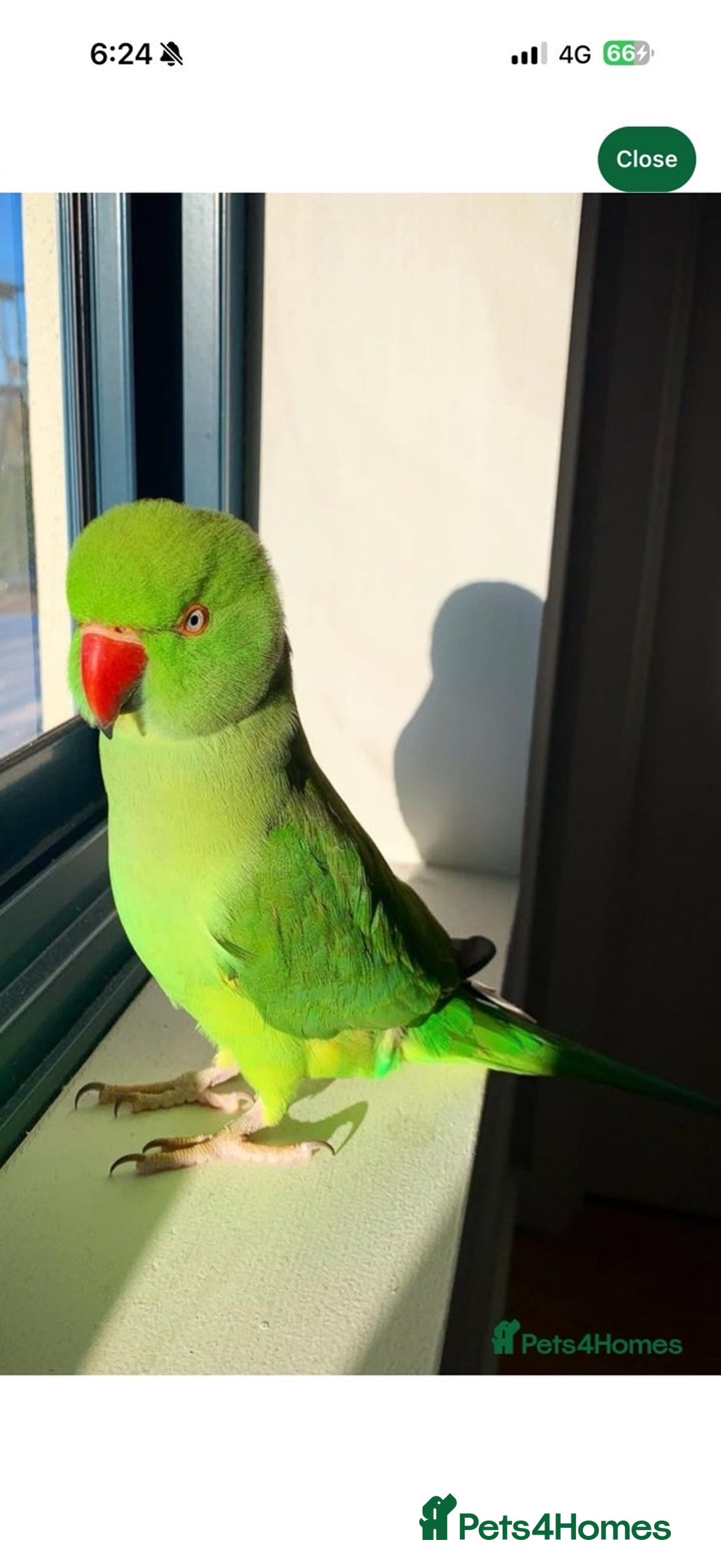 Ringnecks birds for sale: Indian Ringneck Parrot (cage,food,toys included) - Advert 1