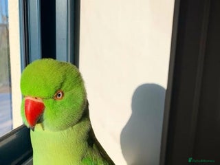 Ringnecks birds Indian Ringneck Parrot (cage,food,toys included) - Advert 1
