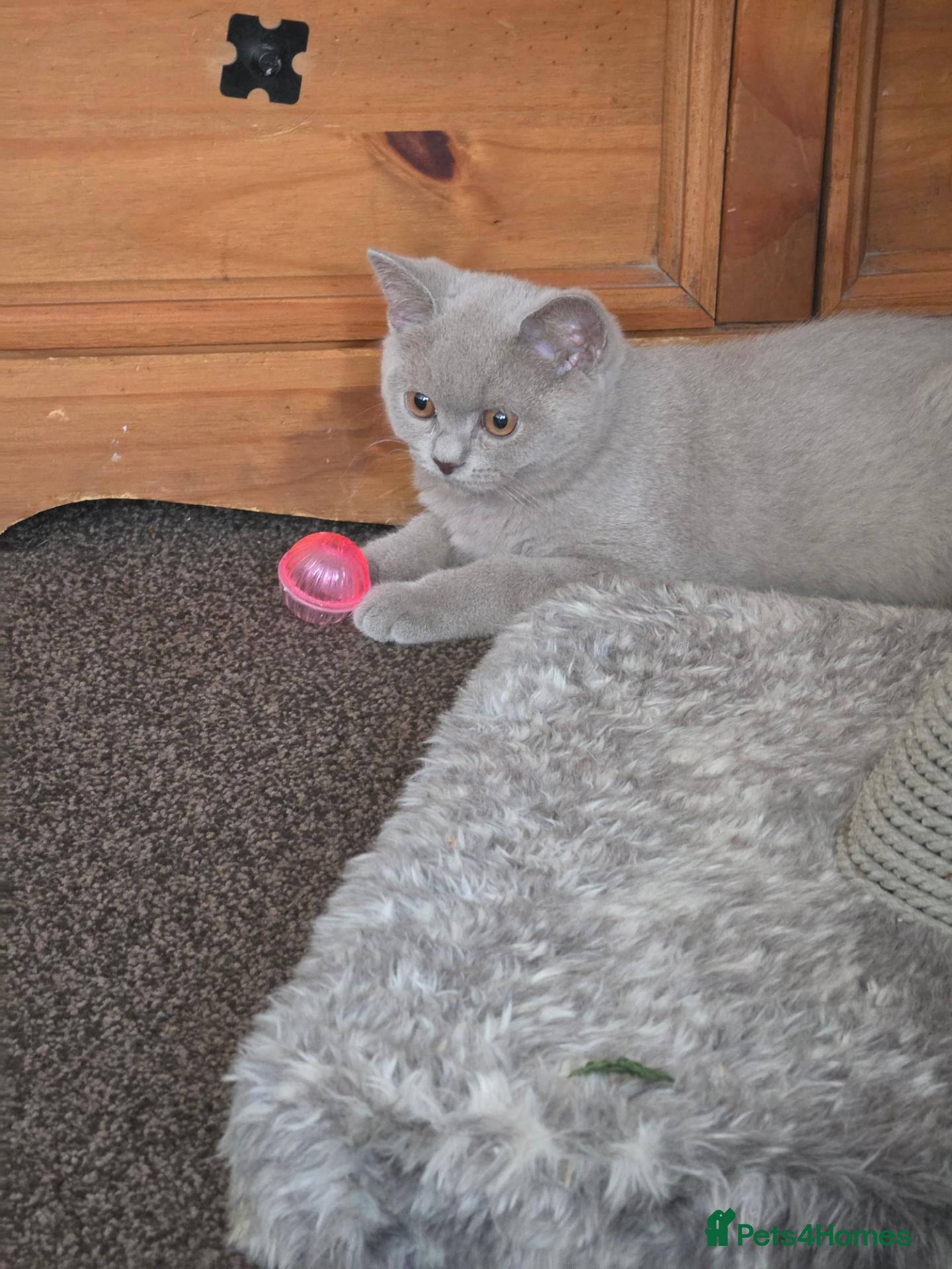 British Shorthair cats  Ready Now dual registered lilac/blue pedigree bsh - Advert 1
