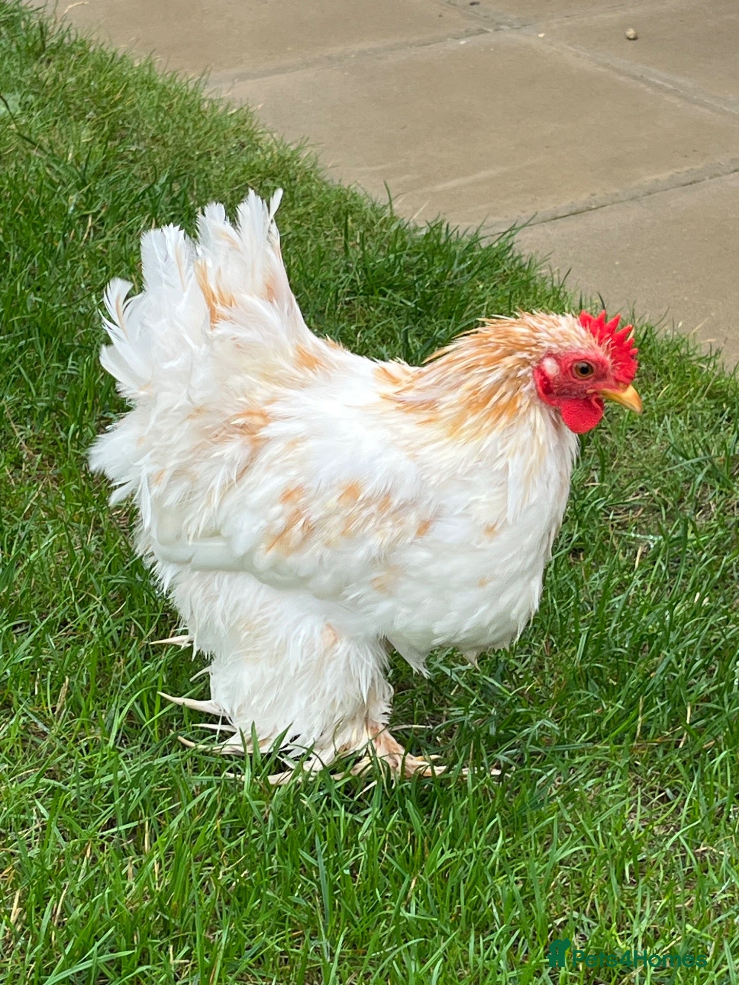 Chickens poultry Two Friendly Pekin Cockerels - Advert 1