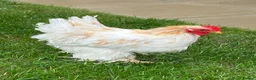Chickens poultry for sale: Two Friendly Pekin Cockerels in Castle Cary - Advert 1