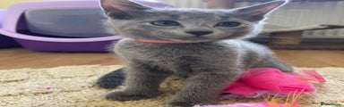 Russian Blue Kitten 3
