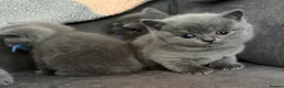 British Shorthair cats for sale: British shorthair kittens - Advert 3