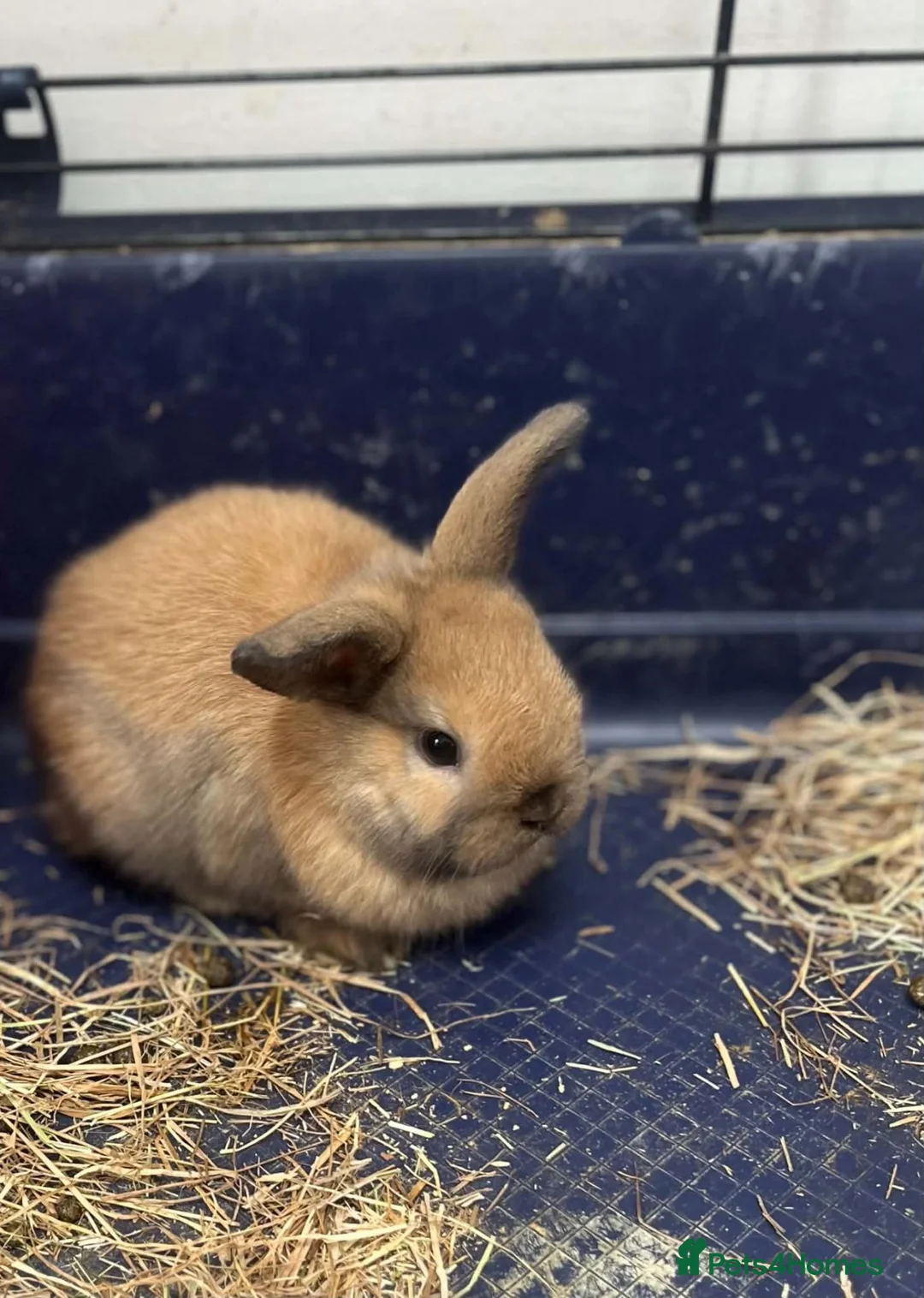 Mini Lop rabbits for sale: Gorgeous Mini Lops - Advert 4