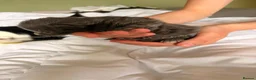 Mixed Breed cats for sale: 🐱7 beautiful kittens for sale! - Advert 5