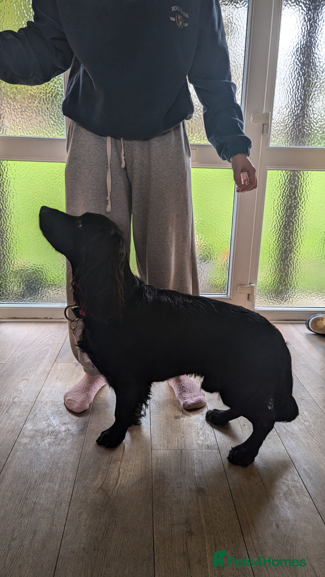 Cocker Spaniel dogs for stud: Cocker Spaniel for stud - Advert 1