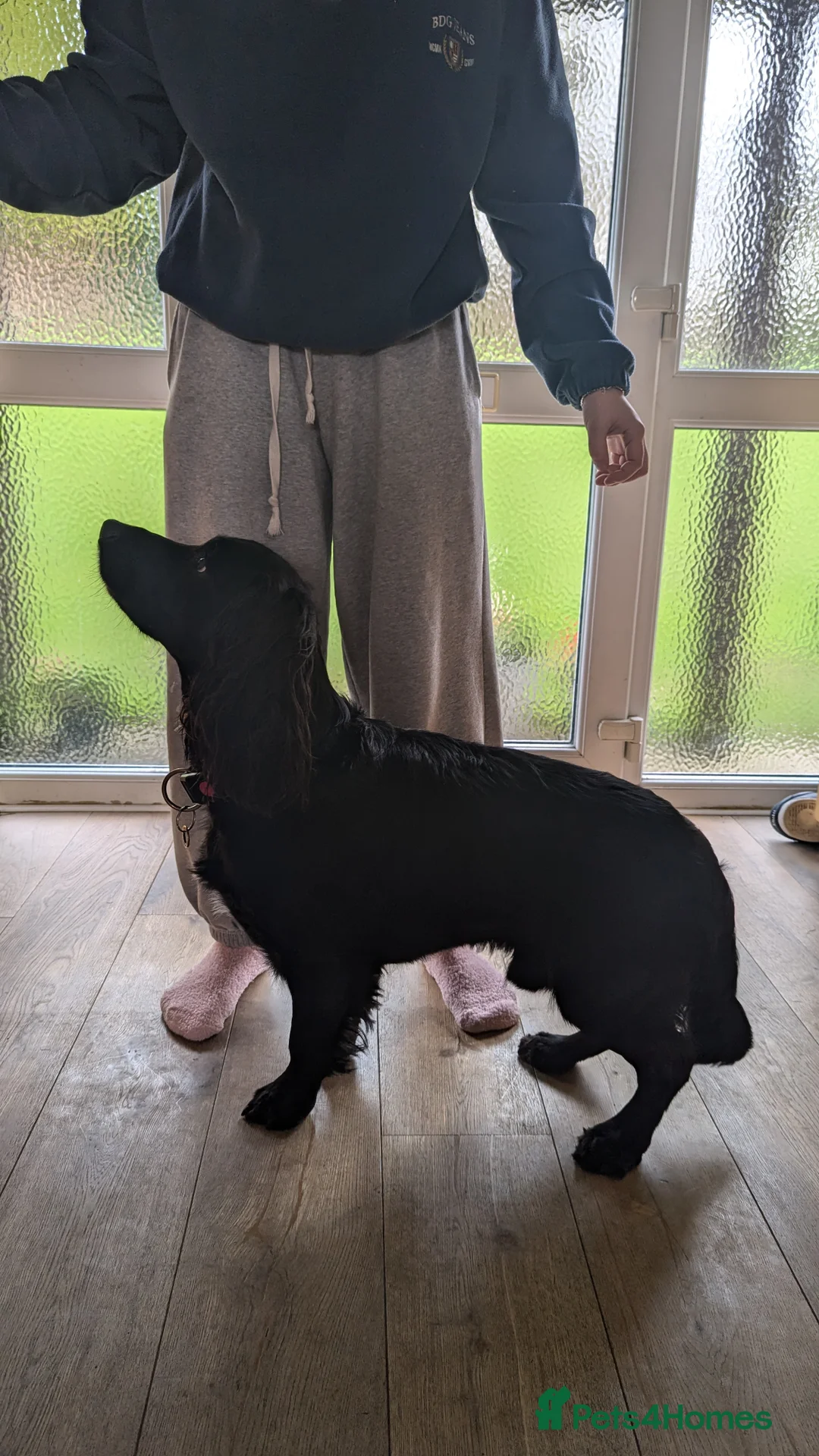 Cocker Spaniel dogs for stud: Cocker Spaniel for stud - Advert 1