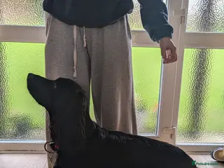 Cocker Spaniel dogs Cocker Spaniel for stud - Advert 18