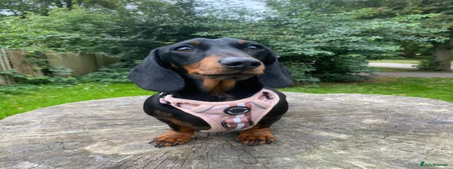 Rosie 