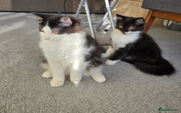 British Longhair cats for sale: British Long Hair Male kittens ( only 2 left) - Image 6
