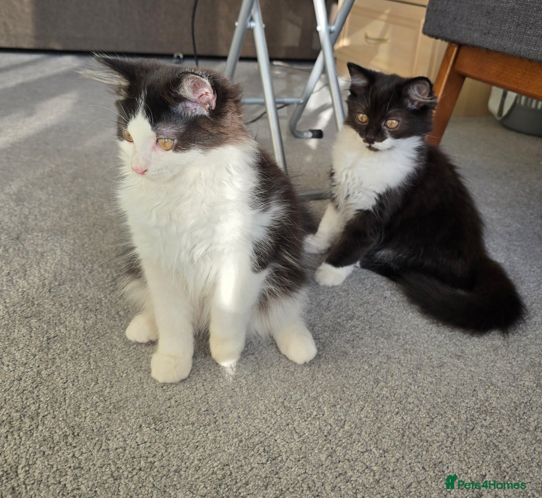 British Longhair cats for sale: British Long Hair Male kittens ( only 2 left) - Image 6