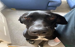 Mixed Breed dogs for sale:  Mr Bolt - Image 4