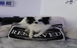 Mixed Breed dogs for sale: Papillon x pomeranian  - Image 1
