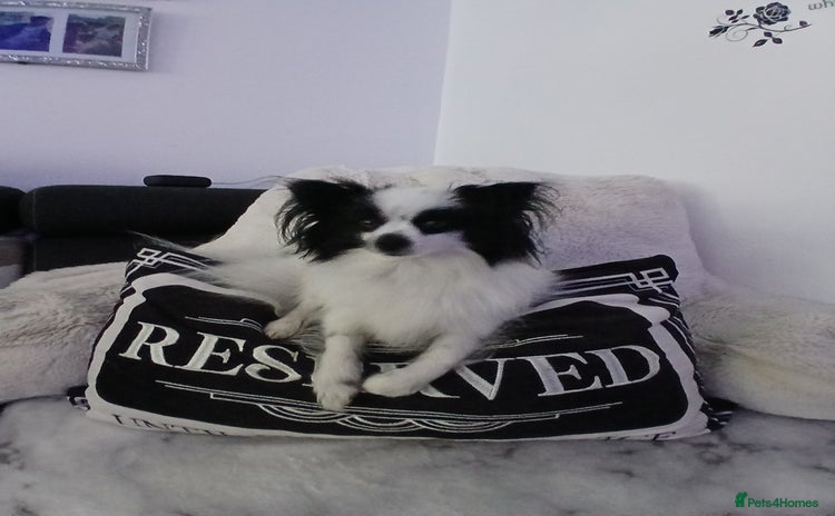 Mixed Breed dogs - Advert 15