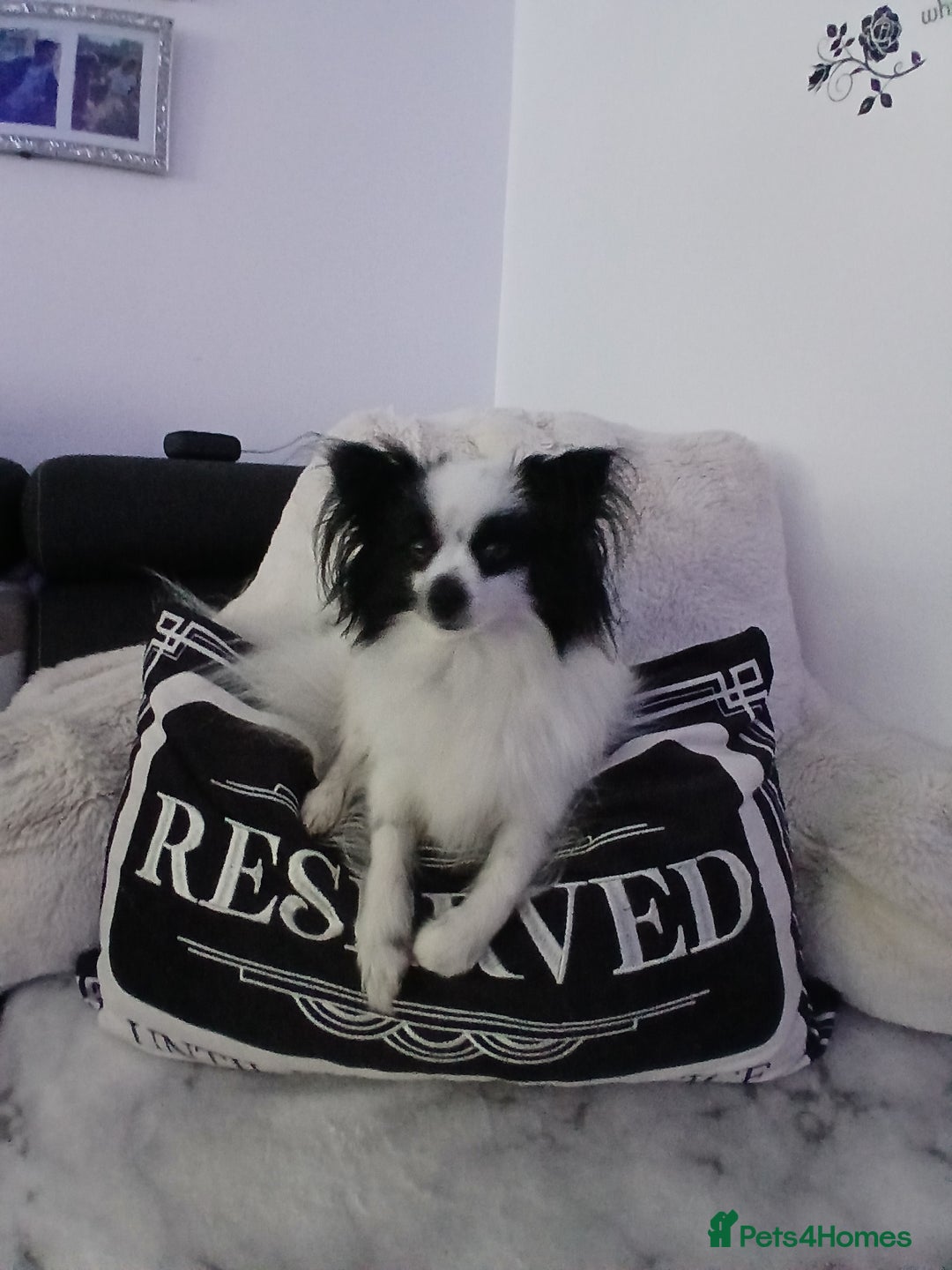 Mixed Breed dogs for sale: Papillon x pomeranian  - Image 1