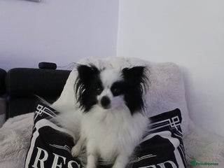 Mixed Breed dogs - Advert 7